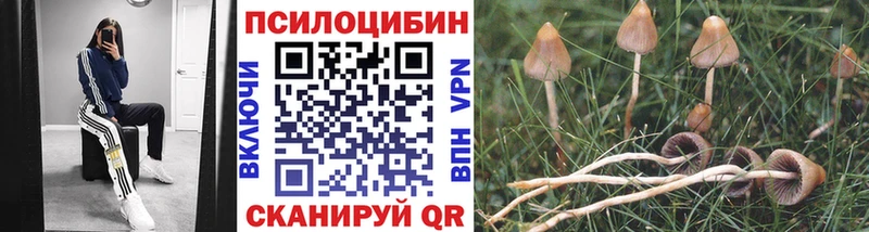 наркотики  Злынка  Псилоцибиновые грибы Psilocybe 